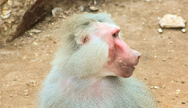 Babian monkey kylning i djurparken — Stockfoto