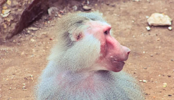 Babouin singe froid dans le zoo — Photo