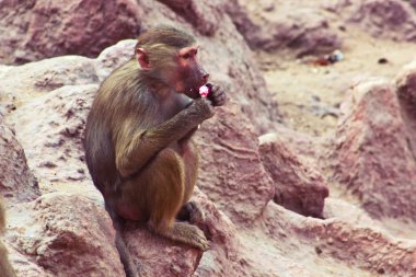 Habeş maymunu maymun hayvanat bahçesinde soğutma