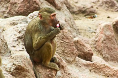 Habeş maymunu maymun hayvanat bahçesinde soğutma