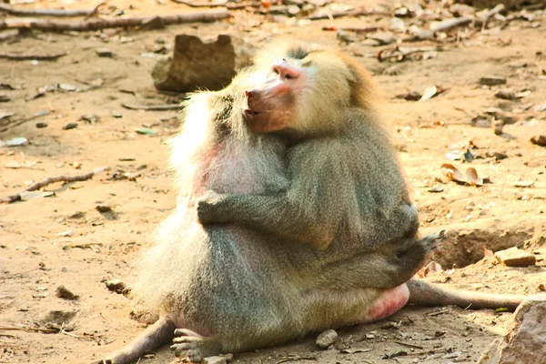 動物園で身も凍るようヒヒ猿 — ストック写真