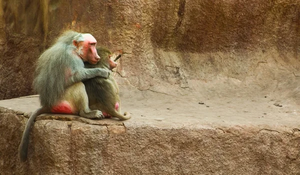 Baboon Monkey se enfría en el zoológico — Foto de Stock