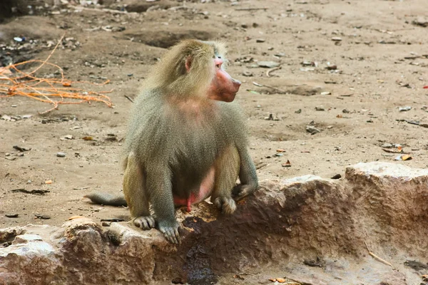 Baboon Monkey se enfría en el zoológico — Foto de Stock