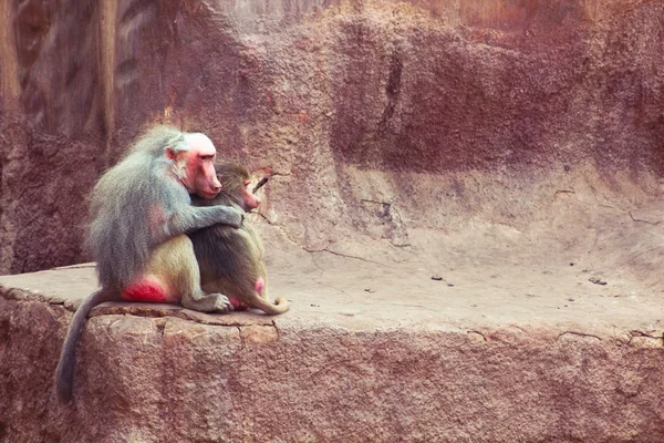 Monyet Baboon sedang dingin di kebun binatang. — Stok Foto