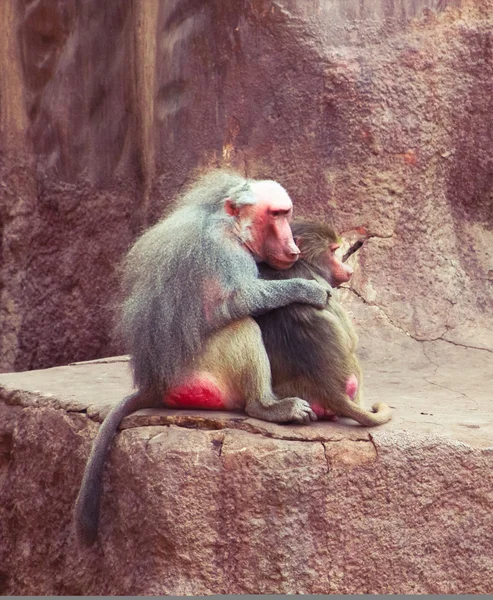 Monyet Baboon sedang dingin di kebun binatang. — Stok Foto