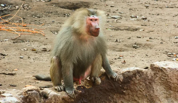 Macaco babuíno refrigeração no zoológico — Fotografia de Stock