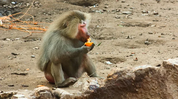 원숭이 원숭이 동물원에서 놀 아 요 — 스톡 사진