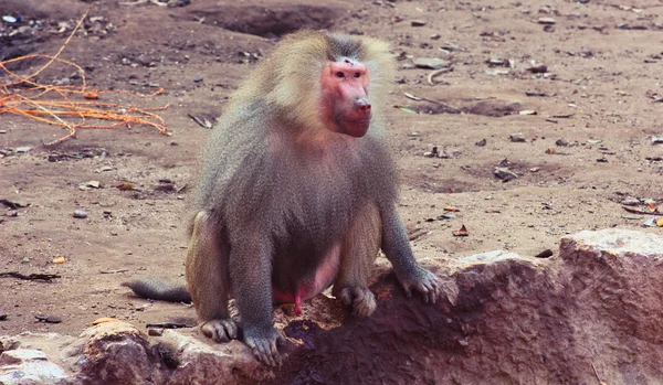 Pávián majom hűtés az állatkertben — Stock Fotó