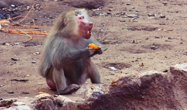 Baboon Monkey chilling in the zoo — Stock Photo, Image