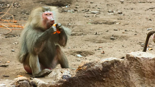 Baboon Monkey chilling in the zoo — Stock Photo, Image