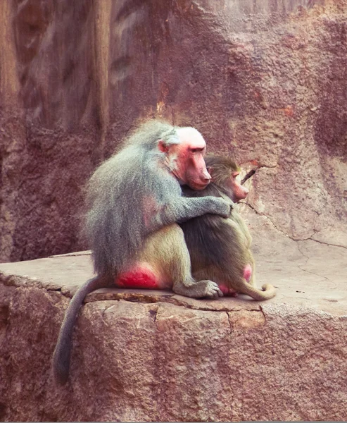 Babbuino Scimmia che si rilassa allo zoo — Foto Stock