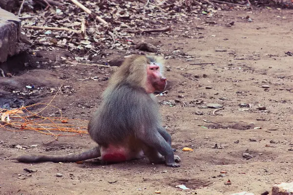 動物園で身も凍るようヒヒ猿 — ストック写真