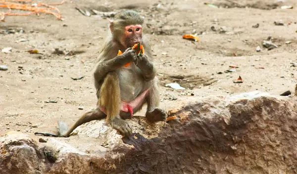 Baboon Monkey chilling in the zoo — Stock Photo, Image
