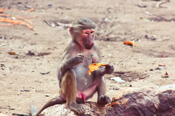 Babian monkey kylning i djurparken — Stockfoto