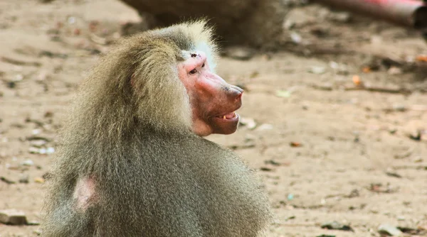 Μπαμπουίνος μαϊμού ψύξη στο ζωολογικό κήπο — Φωτογραφία Αρχείου