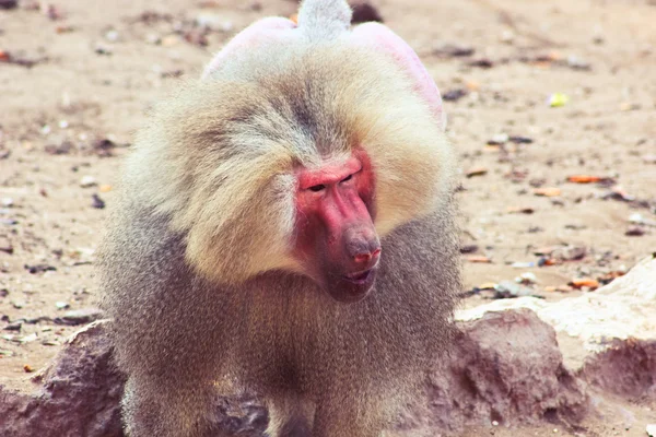 Pawian małpa chłodzenie w zoo — Zdjęcie stockowe