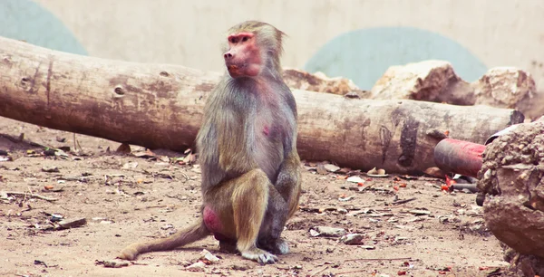 Pawian małpa chłodzenie w zoo — Zdjęcie stockowe