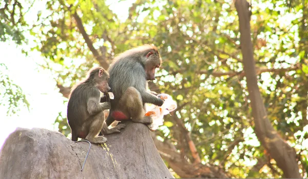 प्राणीसंग्रहालय मध्ये बाबून माकडी थंड — स्टॉक फोटो, इमेज