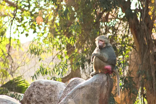 Baboon Monkey chilling in the zoo — Stock Photo, Image