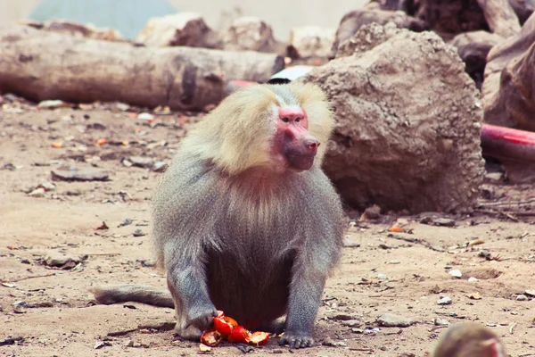 動物園で身も凍るようヒヒ猿 — ストック写真