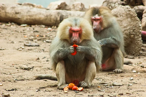 Habeş maymunu maymun hayvanat bahçesinde soğutma