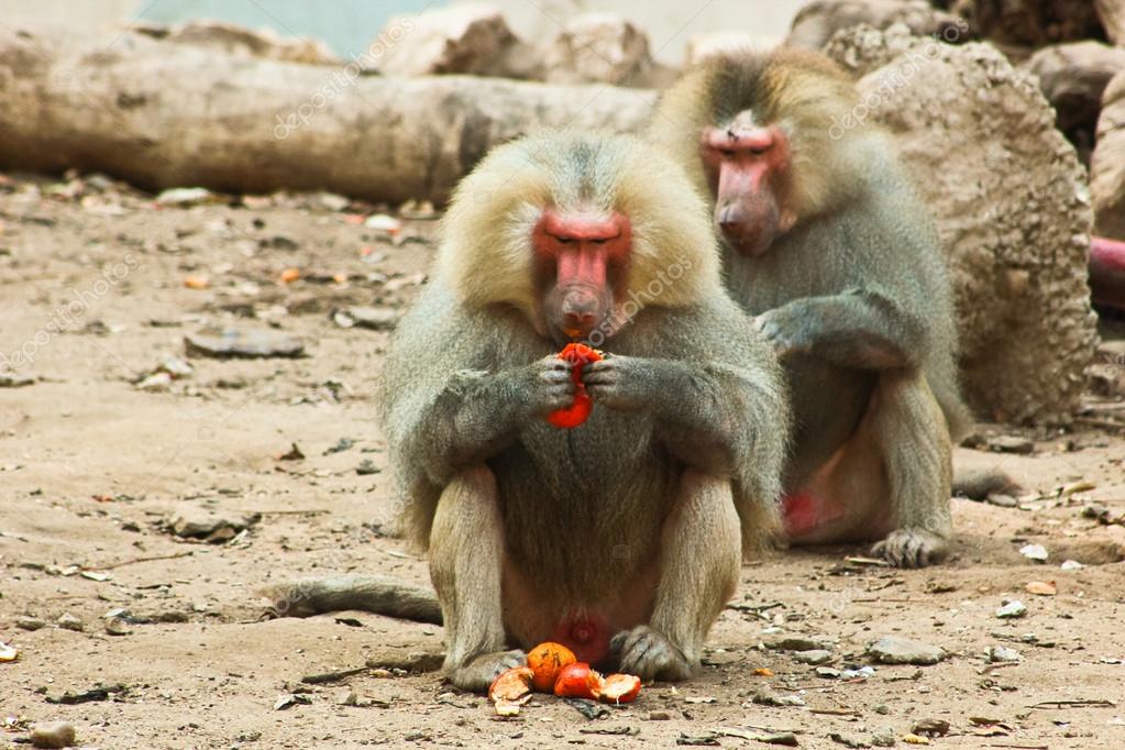 Baboon Monkey se enfría en el zoológico — Foto de stock #53595149