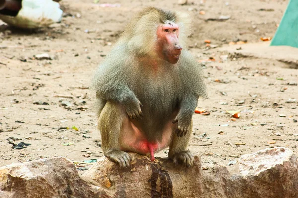 動物園で身も凍るようヒヒ猿 — ストック写真