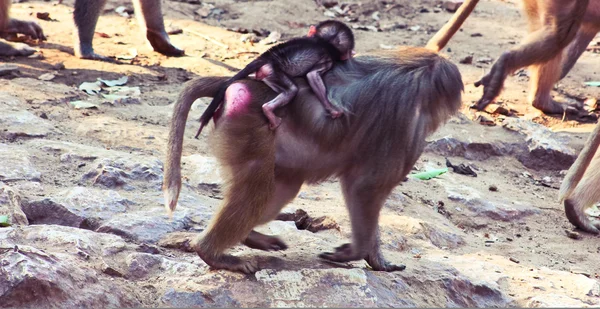 Pavián opice chlazení v zoo — Stock fotografie