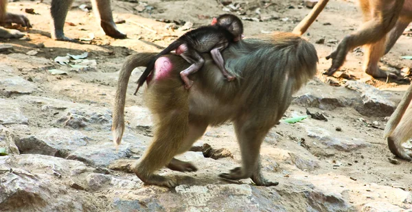 Baboon ลิงหนาวเย็นในสวนสัตว์ — ภาพถ่ายสต็อก