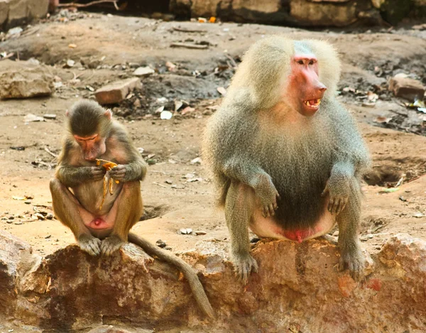 Pavián opice chlazení v zoo — Stock fotografie