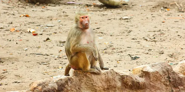 Baviaan aap koelen in de dierentuin — Stockfoto