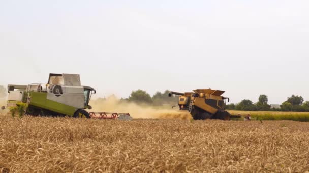 Cosecha de trigo en el campo en temporada de verano. Dos cosechadoras modernas combinan la separación del rotor, los cortes del esparcidor de paja y los umbrales de grano de trigo maduro. Proceso de recolección de cultivos por maquinaria agrícola — Vídeos de Stock