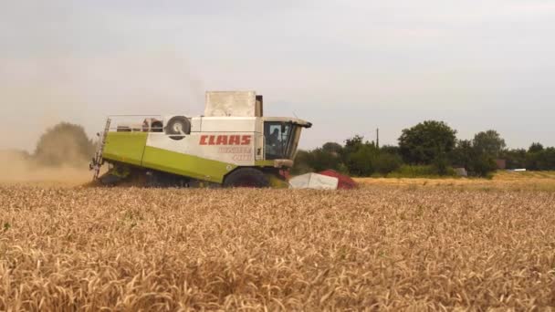 Lutsk, Ukraine - August 5,2020: Δύο σύγχρονοι θεριστές συνδυάζουν με διαχωρισμό στροφείου, κοψίματα διάστιχου και αλώνια ώριμου σιταριού. Διαδικασία συλλογής καλλιεργειών από γεωργικά μηχανήματα στον αγρό — Αρχείο Βίντεο