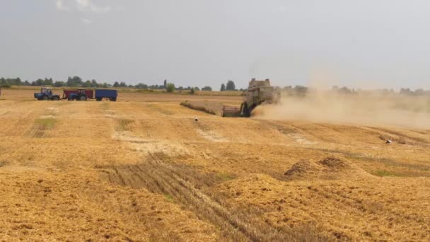 Lutsk, Ucrânia - 5 de agosto de 2020: duas modernas colheitadeiras combinadas com separação de rotores, cortes de espalhadores de palha e debulhas de grãos de trigo maduros. Processo de colheita por maquinaria agrícola em campo — Vídeo de Stock