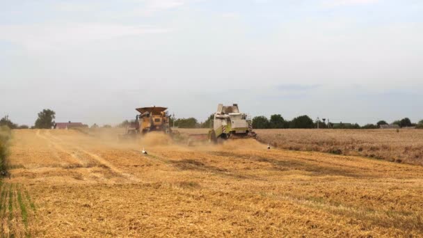 夏天在田里收割小麦.两个现代联合收割机与转子分离，切碎和脱粒成熟的小麦谷粒。农业机械采集作物的过程 — 图库视频影像