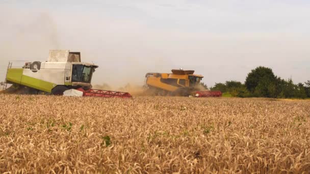 Récolte de blé sur le champ en été. Deux moissonneuses-batteuses modernes avec séparation rotor, coupe-paillettes et batteuses grain de blé mûr. Procédé de récolte par machines agricoles — Video