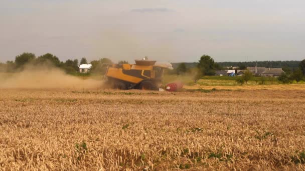 Cosecha de trigo en el campo en temporada de verano. Dos cosechadoras modernas combinan la separación del rotor, los cortes del esparcidor de paja y los umbrales de grano de trigo maduro. Proceso de recolección de cultivos por maquinaria agrícola — Vídeos de Stock