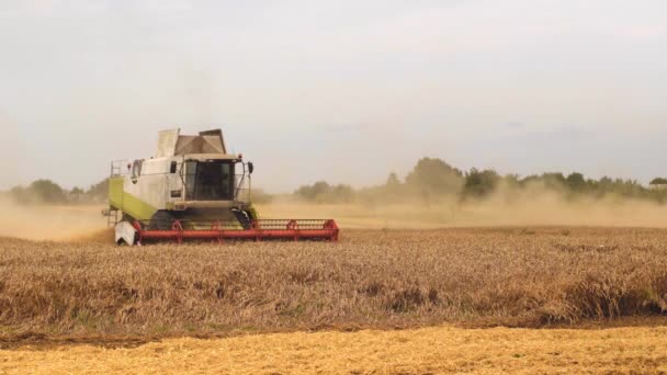 Weizenernte auf dem Feld in der Sommersaison. Der Mann im Mähdrescher mit zwei Rotoren trennt die Spreu, schneidet und drescht reifes Weizenkorn. Ernteprozess mit landwirtschaftlichen Maschinen — Stockvideo