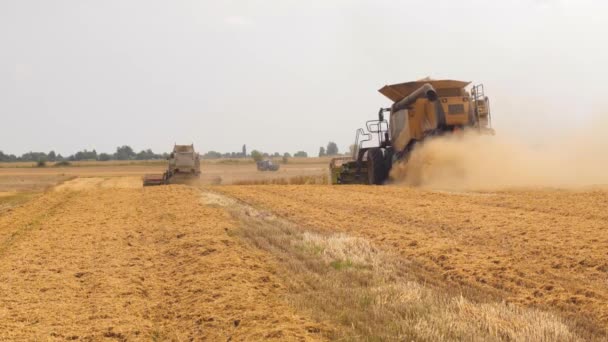 Récolte de blé sur le champ en été. Deux moissonneuses-batteuses modernes avec séparation rotor, coupe-paillettes et batteuses grain de blé mûr. Procédé de récolte par machines agricoles — Video