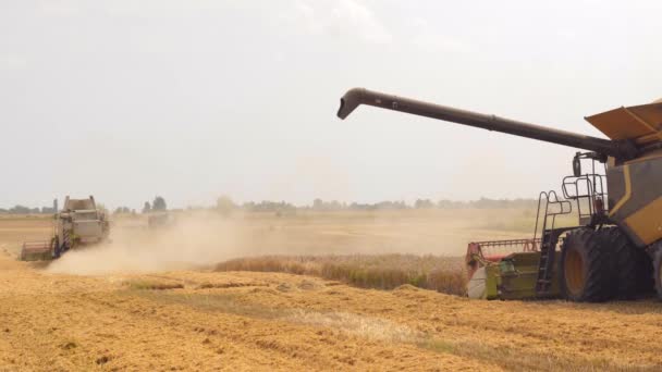 La descarga de granos en el camión mediante la descarga de barrena. Combine los cortes de cosechadoras y los umbrales de grano de trigo maduro. Cosecha de trigo en el campo en temporada de verano. Proceso de recolección de cultivos por maquinaria agrícola — Vídeos de Stock