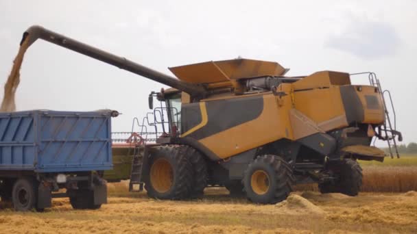 卸货时把谷物卸下卡车.混合收割机收割成熟的小麦.夏天在田里收割小麦.农业机械采集作物的过程 — 图库视频影像