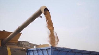 Çalı çırpı boşaltarak tahılları kamyona yüklüyorlar. Olgun buğday tanecikleri, kumandayı sepete koyuyor. Yaz mevsiminde tarlada buğday hasadı. Tarımsal makinelerle mahsul toplama süreci