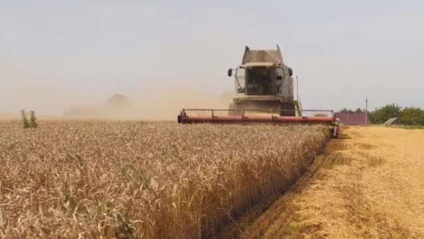 Cosecha de trigo en el campo en temporada de verano. Hombre en cosechadora combinada con dos separadores de rotor, cortes de esparcidor de paja y umbrales de grano de trigo maduro. Proceso de recolección de cultivos por maquinaria agrícola — Vídeos de Stock