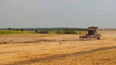 Yaz mevsiminde tarlada buğday hasadı. Hasat makinesindeki bir adam iki pervane ayrıştırmasıyla, saman yayıcı kesikleriyle ve olgun buğday taneleriyle birleşir. Tarımsal makinelerle mahsul toplama süreci