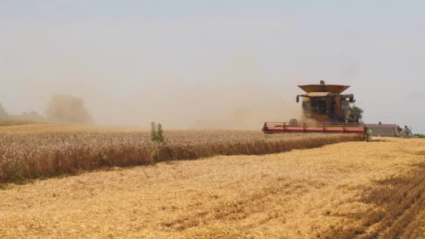 Cosecha de trigo en el campo en temporada de verano. Hombre en cosechadora combinada con dos separadores de rotor, cortes de esparcidor de paja y umbrales de grano de trigo maduro. Proceso de recolección de cultivos por maquinaria agrícola — Vídeos de Stock