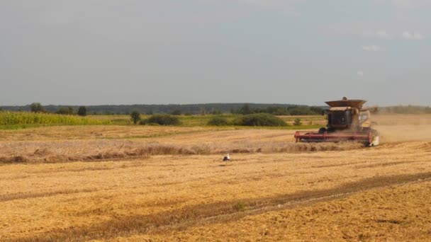Cosecha de trigo en el campo en temporada de verano. Hombre en cosechadora combinada con dos separadores de rotor, cortes de esparcidor de paja y umbrales de grano de trigo maduro. Proceso de recolección de cultivos por maquinaria agrícola — Vídeos de Stock