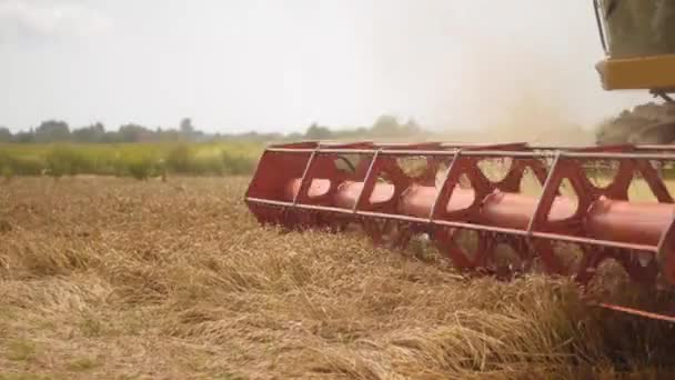 La marchette rotative à paille combine les coupes et les battages de la moissonneuse-batteuse de blé mûr. Tête plate-forme de grain avec enrouleur de batteuse, barre de coupe récoltant des oreilles de céréales. Récolte de cultures par des machines agricoles sur le terrain — Video