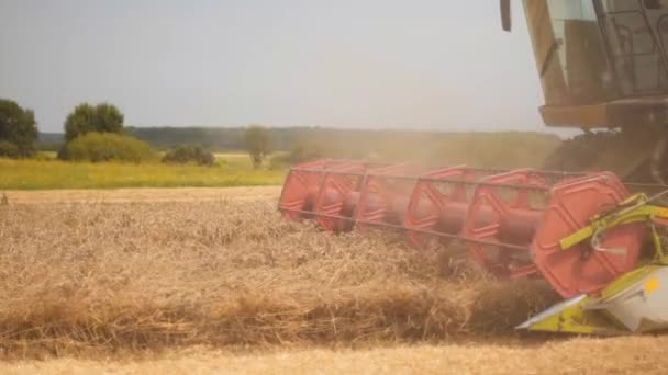 Roterende strowandelaar combineert oogstbezuinigingen en dorst rijpe tarwe graan. Platformkop met dorsrol, maaibalk met graanoren. Verzameling van gewassen door landbouwmachines op het veld — Stockvideo