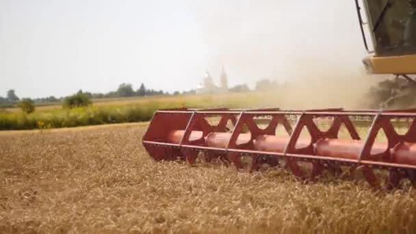 El andador rotatorio de paja combina los cortes de la cosechadora y los umbrales de grano de trigo maduro. Encabezado de grano de plataforma con carrete de trilladora, barra de corte cosechando espigas de cereales. Recolección de cultivos por maquinaria agrícola en el campo — Vídeo de stock