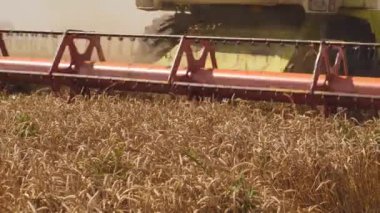 Döner saman yürüteci hasat kesimlerini birleştirir ve olgunlaşmış buğday tanelerini harcar. Platform tahıl başlığı, harman makarası, kesme çubuğu mısır gevreği kulakları. Tarımsal makinelerle yayılan geniş saman